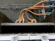 Many hoses connect to the side of the steeppass fish-sorting system at the Emiquon Preserve near Lewistown on May 17, 2021.