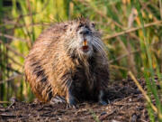 Nutria ??? an invasive, destructive species ??? invaded the southside of Hampton Roads years ago from North Carolina. In 2020, it was discovered that they've crossed the James River, getting a toehold in virgin territory with enough prime habitat to allow their population to boom.