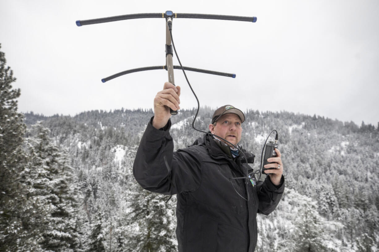 Out in the open, WDFW biologst Ben Maletzke listenS for the beeps from radio collars attached to wolfs in the Teanaway Pack, on Tuesday, January 26, 2021.