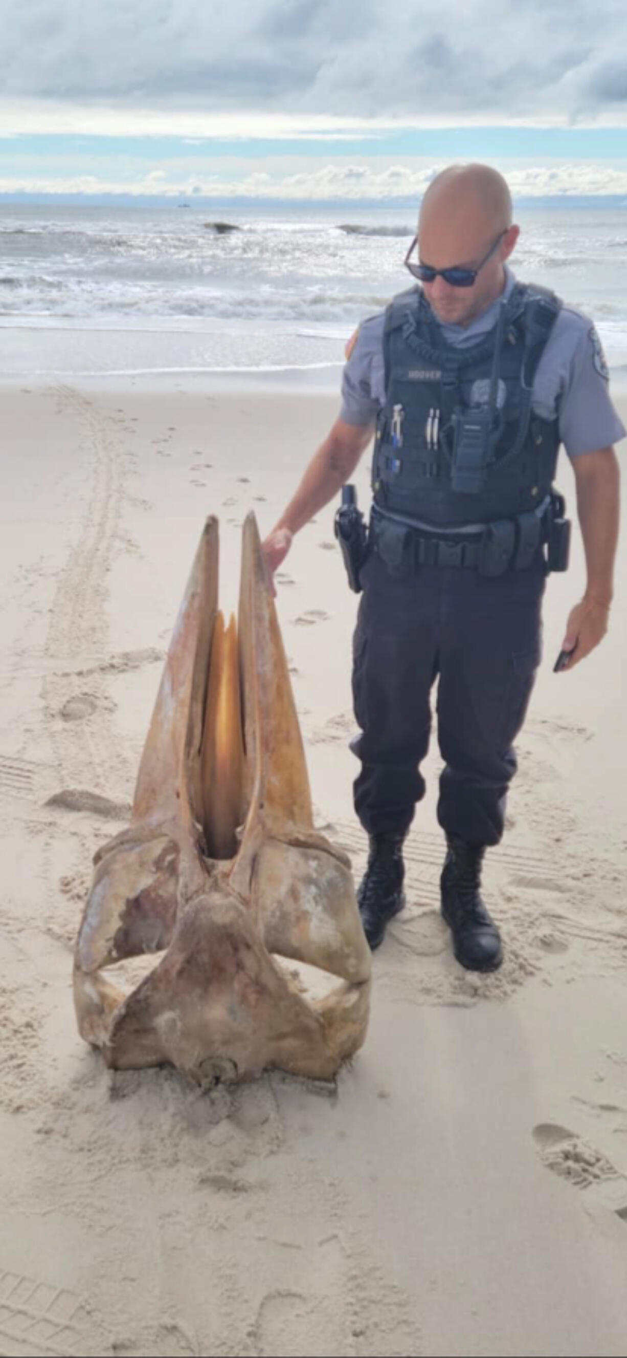 This washed ashore at New Jersey's Island Beach State Park. What is it?