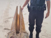 This washed ashore at New Jersey's Island Beach State Park. What is it?