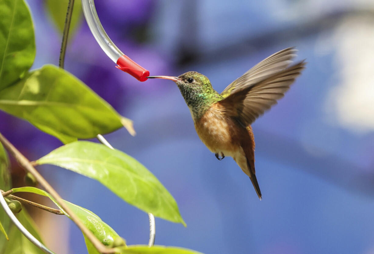 A rare female Emerald hummingbird at the new Hummingbird Habitat exhibit at the San Diego Zoo.