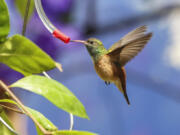 A rare female Emerald hummingbird at the new Hummingbird Habitat exhibit at the San Diego Zoo.