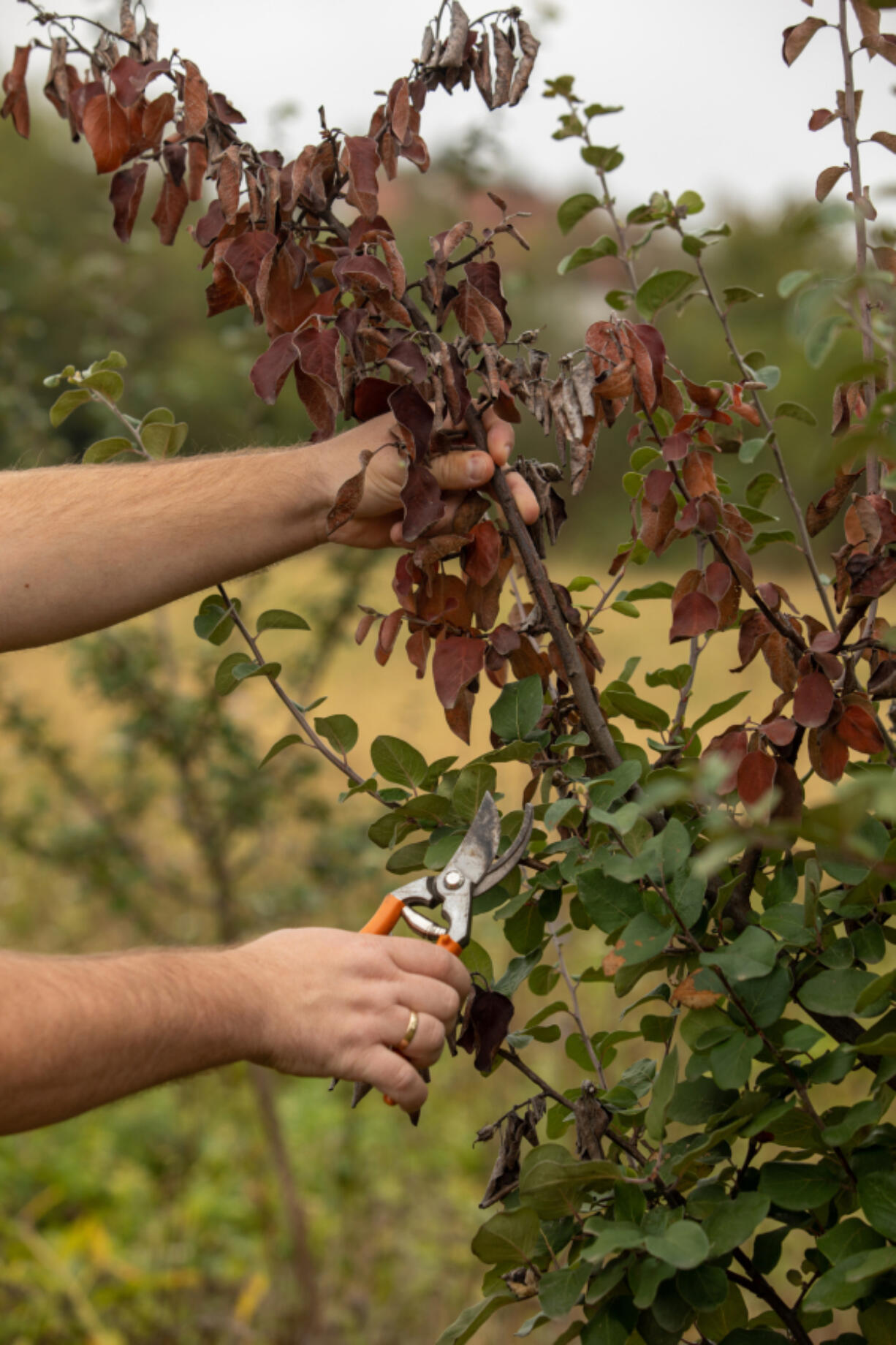 Fire blight is a bacterial pathogen that spreads easily during blooming season and has the potential to kill not just individual apple trees but entire orchards. Here, a branch infected with the blight is removed.