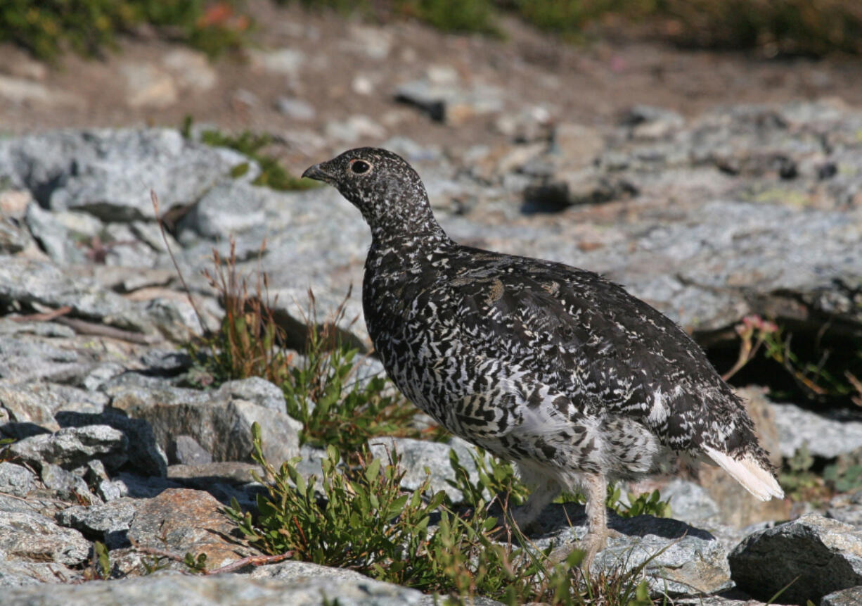 A Mount Rainier white-tailed ptarmigan.