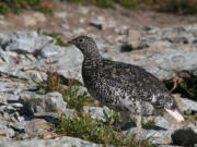 A Mount Rainier white-tailed ptarmigan.