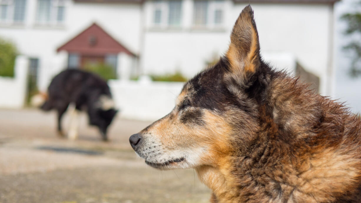 Older pets may be a bit grayer or not romp as much, but they can still add a lot to their owners' lives.