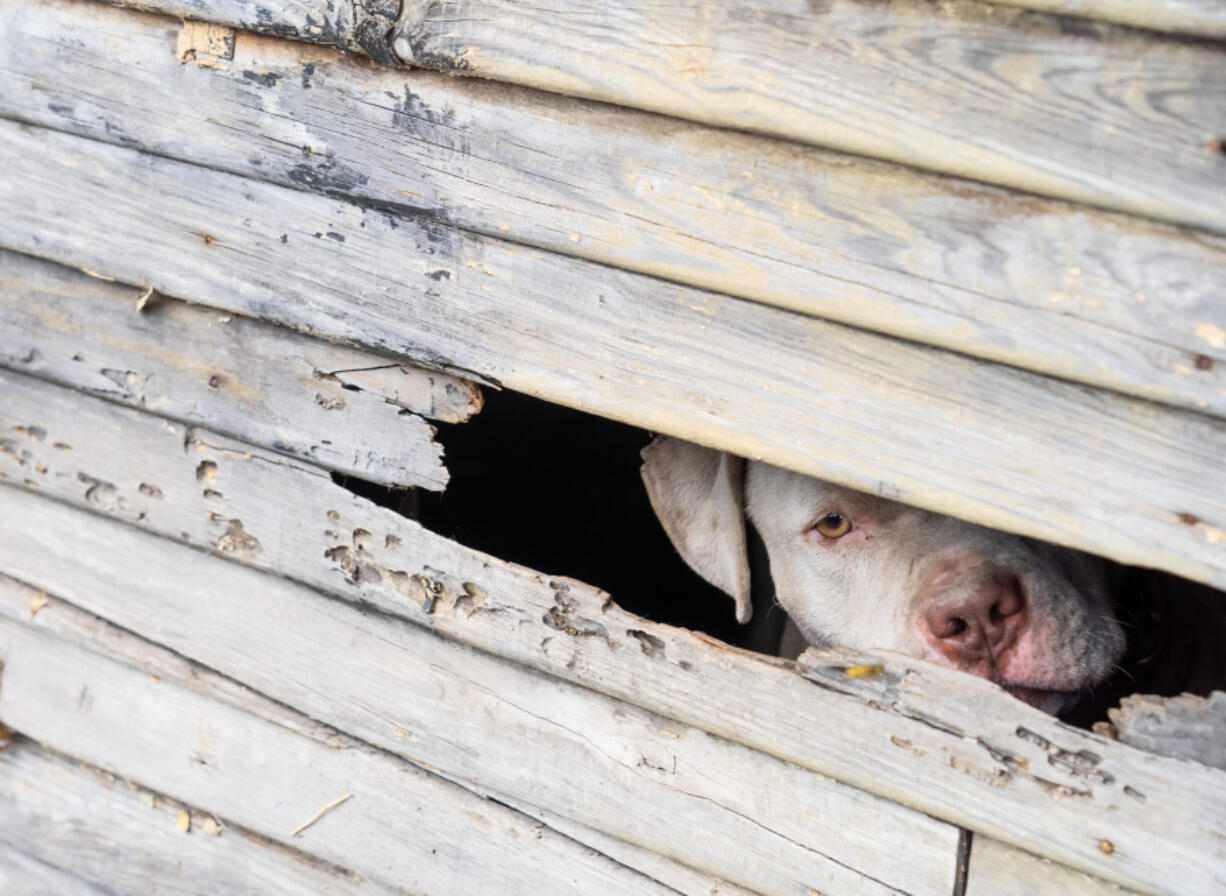 A pit bull looks out of a section of broken siding on an empty garage behind a house while left tethered to a rail in Detroit on Friday, August 23, 2019 as Detroit Dog Rescue responds to a call about dogs in the area.