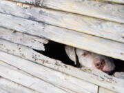 A pit bull looks out of a section of broken siding on an empty garage behind a house while left tethered to a rail in Detroit on Friday, August 23, 2019 as Detroit Dog Rescue responds to a call about dogs in the area.