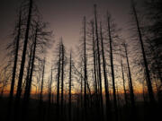 Sunset obscured by smoke-filled skies near Alder Creek Grove where Sequoia trees had grown on this Sierra Nevada ridgetop for well over 500 years. Giant Sequoia National Monument on Wednesday, Oct. 28, 2020, in Springville, California.