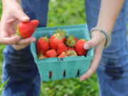 Strawberries (Phil Masturzo/Akron Beacon Journal)