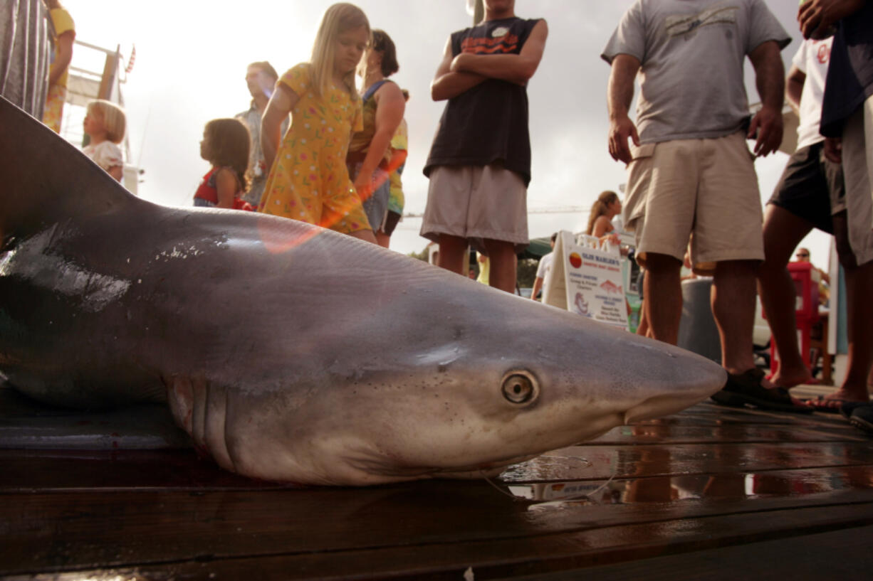 People look at a dead bull shark on a dock in 2005 in Destin, Fla.