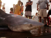 People look at a dead bull shark on a dock in 2005 in Destin, Fla.