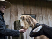 Doris, a volunteer, feeds the goats at the Pomeroy Farm Days on Saturday in Yacolt.