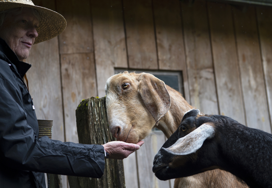 Doris, a volunteer, feeds the goats at the Pomeroy Farm Days on Saturday in Yacolt.