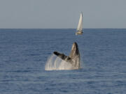 Hazel Dell resident Jenna Van Valen took photos of this humpback whale when she was on vacation in January. She uploaded the pictures to a citizen-science database at happywhale.com, which recently contacted her to let her know that she found a whale that hadn't yet been identified and if she donated $1,000, she could name it.