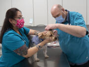 Vet assistant Kristin Skalbeck, left, lends a hand as Dr. Troy Schlines treats four-legged patient Buster, 6, for an ear infection at WellHaven Mill Plain on Monday. The company has experienced a surge in demand during the COVID-19 pandemic.
