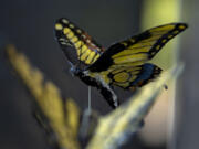 A stunning Tiger Swallowtail butterfly by Vancouver artist Jeff Hill is on display with his other papier-mâché creations through July at the Vancouver Community Library.