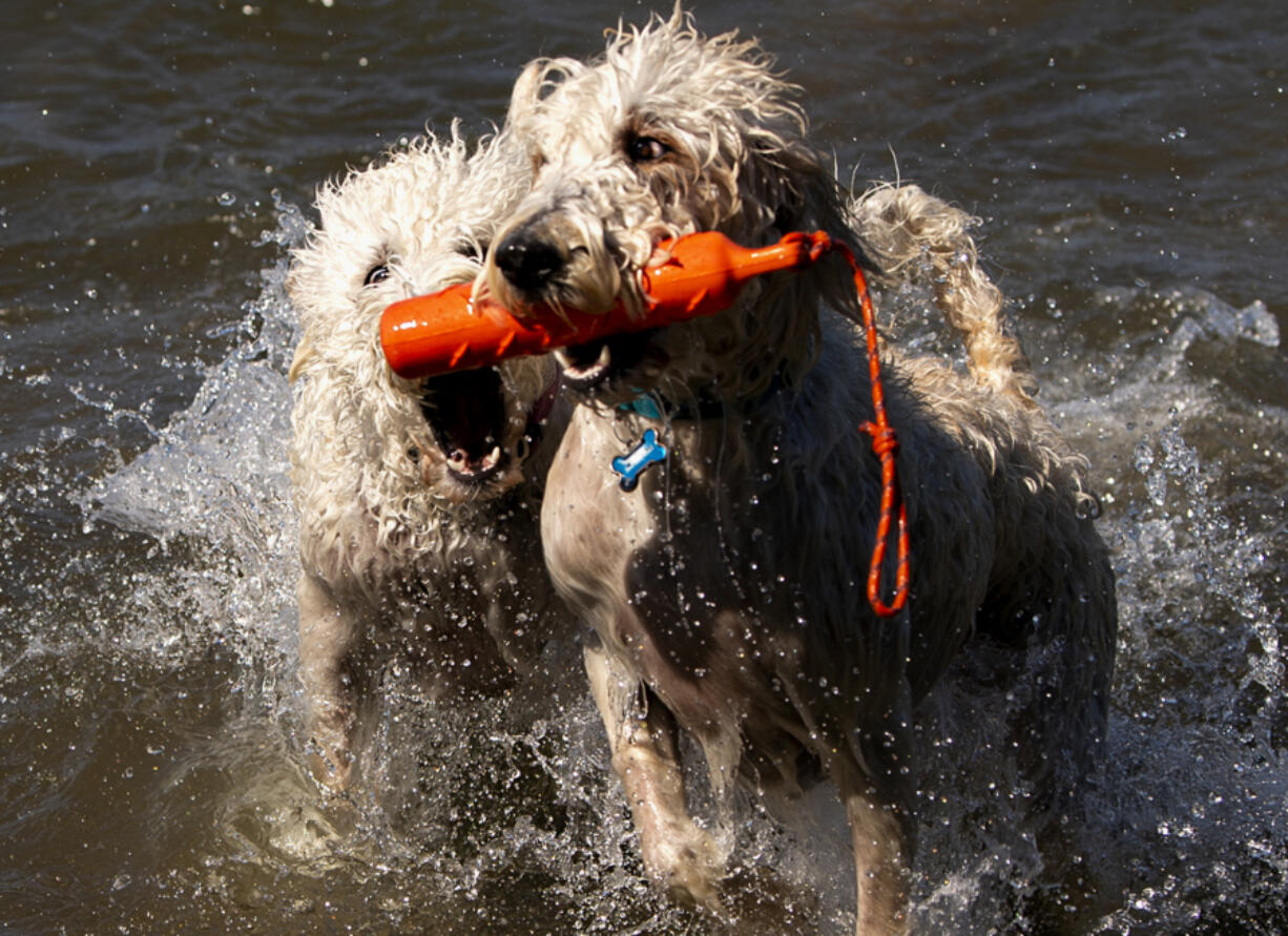 Simba and Nala, a pair of Labradoodles, fight for a floating toy Saturday morning at Washougal's Cottonwood Beach. The West Columbia Gorge Humane Society's Hike the Dike event was canceled due to extreme heat, but dogs were still able to get exercise in the water.