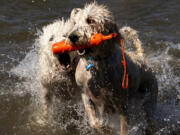 Simba and Nala, a pair of Labradoodles, fight for a floating toy Saturday morning at Washougal's Cottonwood Beach. The West Columbia Gorge Humane Society's Hike the Dike event was canceled due to extreme heat, but dogs were still able to get exercise in the water.