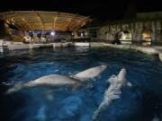 Three beluga whales swim together in an acclimation pool after arriving at Mystic Aquarium, Friday, May 14, 2021 in Mystic, Conn. The whales were among five imported to Mystic Aquarium from Canada for research on the endangered mammals. The aquarium is announcing that it will be auctioning off the names of three of the new belugas to raise money for their care.