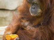 Sumatran orangutan Reese holds her infant daughter at the Audubon Zoo in New Orleans on May 3.