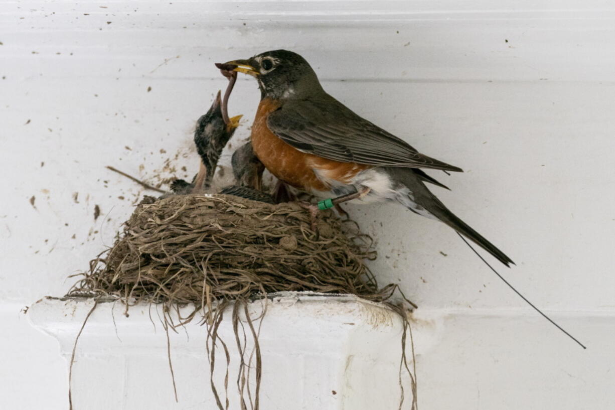 The antenna of an Argos satellite tag extends past the tail feathers of a female American robin as she feeds a worm to her hungry nestlings on a front porch May 9 in Cheverly, Md.