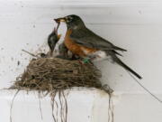 The antenna of an Argos satellite tag extends past the tail feathers of a female American robin as she feeds a worm to her hungry nestlings on a front porch May 9 in Cheverly, Md.