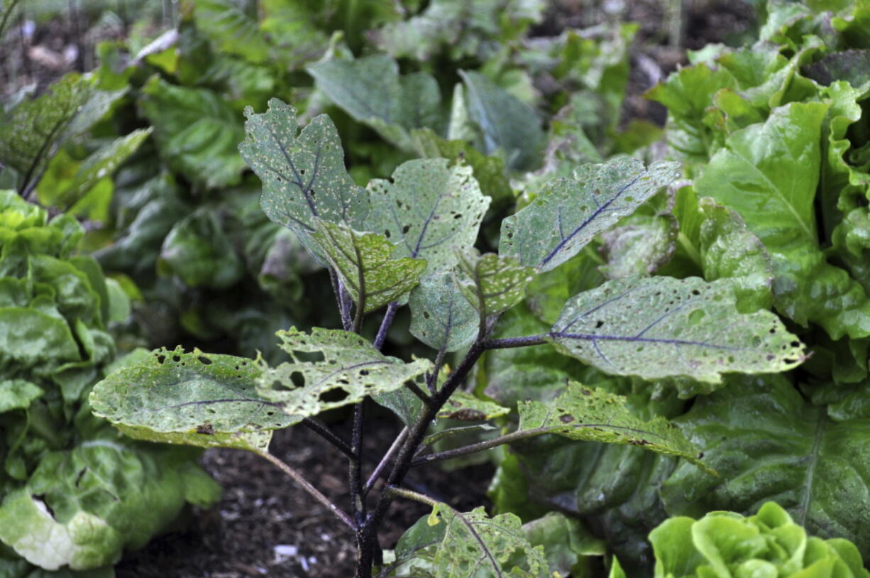 An eggplant damaged by flea beetles in New Paltz, N.Y. Flea beetles are tiny, black beetles that pock leaves of many kinds of plants with holes.