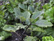 An eggplant damaged by flea beetles in New Paltz, N.Y. Flea beetles are tiny, black beetles that pock leaves of many kinds of plants with holes.