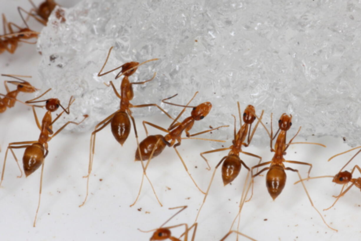 Yellow crazy ants are seen in a bait testing efficacy trial at the Johnston Atoll National Wildlife Refuge in December 2015. An invasive species, the yellow crazy ant has been eradicated from the remote U.S. atoll in the Pacific. (Robert Peck/U.S.