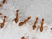 Yellow crazy ants are seen in a bait testing efficacy trial at the Johnston Atoll National Wildlife Refuge in December 2015. An invasive species, the yellow crazy ant has been eradicated from the remote U.S. atoll in the Pacific. (Robert Peck/U.S.