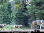 FILE - This June 29, 2017, remote camera image provided by the U.S. Forest Service shows a female gray wolf and two of the three pups born in 2017 in the wilds of Lassen National Forest in northern California. Gray wolves, among the first species protected under the Endangered Species Act in 1973, were reintroduced to Yellowstone National Park in 1995. But in other regions of the U.S., gray wolves have dispersed naturally; the population in the lower 48 states now totals about 5,500. (U.S.