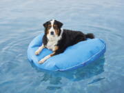 This image provided by Frontgate shows an inflatable for dogs. Don't forget the family pets; a nonporous, puncture-resistant floating dog bed at Frontgate comes in a bunch of colors and three sizes.