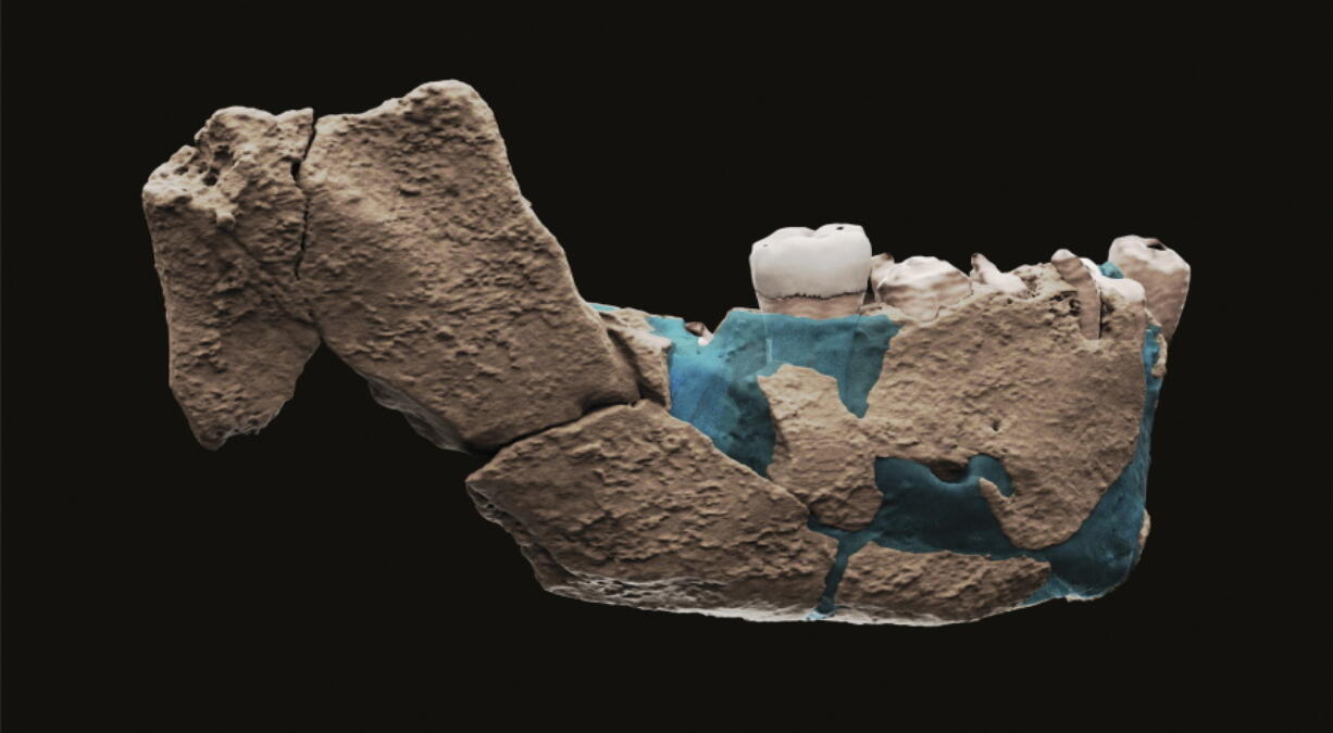 A virtual reconstruction of a human ancestor mandible found in Nesher Ramla, Israel. On Thursday, scientists reported that bones found in an Israeli quarry are from a branch of the human evolutionary tree and are 120,000 to 140,000 years old.