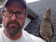 A wild grouse, named "Walter" by the Westward family, sits perched on the shoulder of Todd Westward outside their New London, N.H., home.