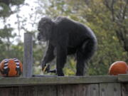 FILE - In this Oct. 21, 2009, file photo, Cobby, a male chimpanzee, plays with pumpkins during the San Francisco Zoo's 'Boo at the Zoo' Halloween celebration in San Francisco. Cobby, the oldest male chimpanzee living in an accredited North American zoo died Saturday, June 5, 2021, at the San Francisco Zoo & Gardens. He was 63. Cobby, had been a hand-reared performing chimpanzee before he was brought to the San Francisco zoo in the 1960s. (AP Photo/Russel A.