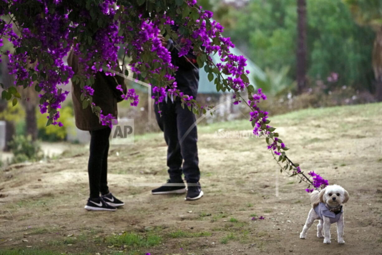 A couple walks their dog in Los Angeles in January In the eyes of the law, pets are property when it comes to divorce.