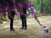 A couple walks their dog in Los Angeles in January In the eyes of the law, pets are property when it comes to divorce.