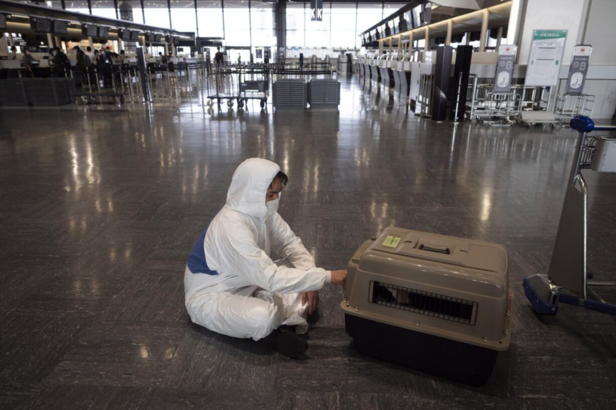 FILE - In this Thursday, April 2, 2020 file photo, a traveler wearing a hazmat suit tends to his dog in a carrier before boarding a plane at the Narita International Airport in Nairta, near Tokyo. U.S. health officials are planning to temporarily ban importation of dogs from more than 100 countries that are considered at high risk for rabies, planned to go into effect on July 14, 2021. Japan is not included in the ban. (AP Photo/Jae C.