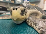 An endangered Kemp's ridley sea turtle came to Audubon with a frostbitten shell and pneumonia after being cold-stunned and rescued from frigid New England waters.