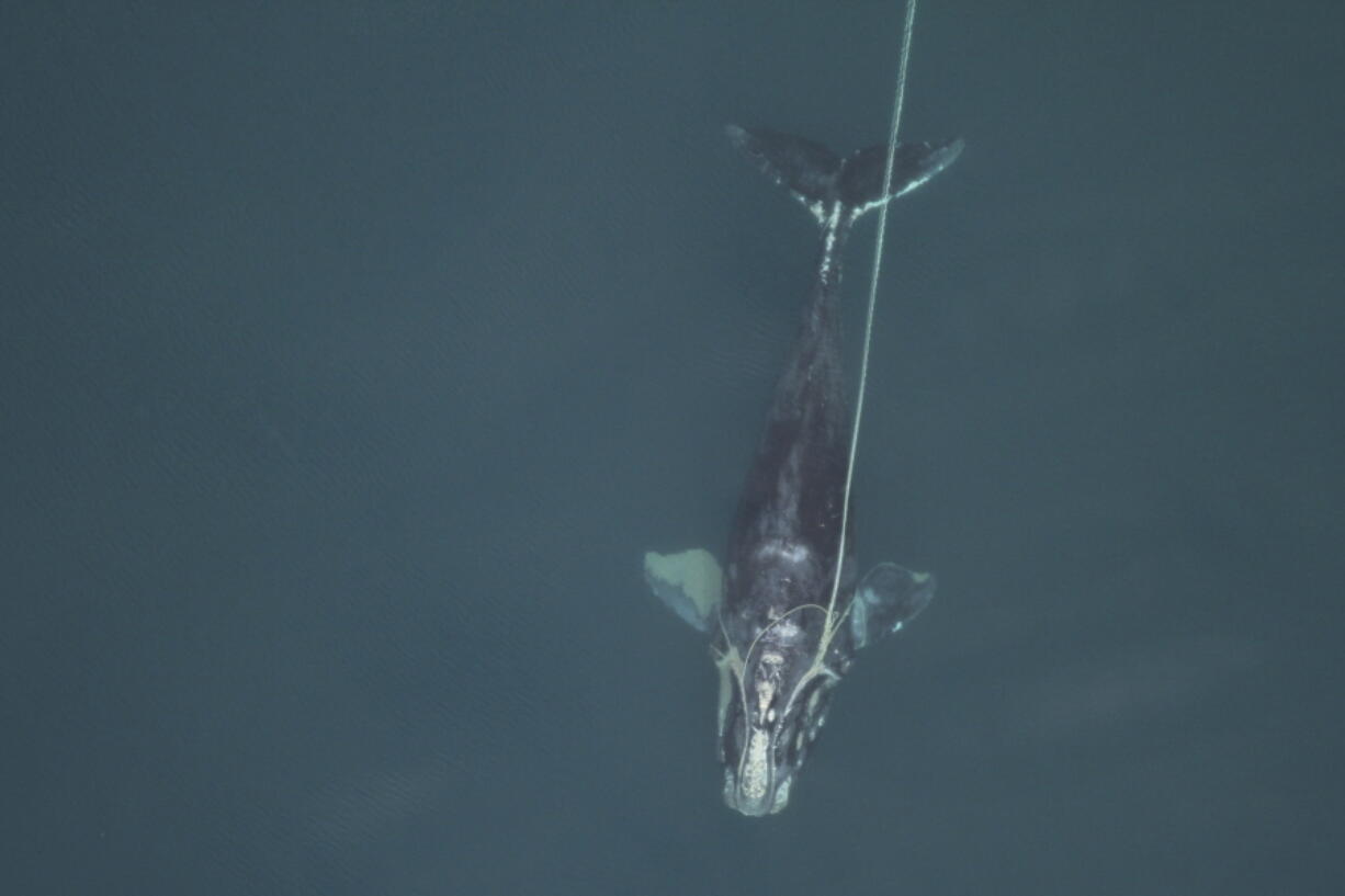 In this Dec. 30, 2010 photo provided by the Florida Fish and Wildlife Conservation Commission, a female North Atlantic right whale Catalog #3911 is entangled in fishing gear. By February 2011, she was dead. A study published by the journal Current Biology on Thursday, June 3, 2021, says the hulking giants of the deep, the North Atlantic right whales, are about three feet smaller than they were just 20 years ago. (Florida Fish and Wildlife Conservation Commission, NOAA Permit #594-1759 via AP) (Florida Fish and Wildlife Conservation Commission, NOAA Permit No.