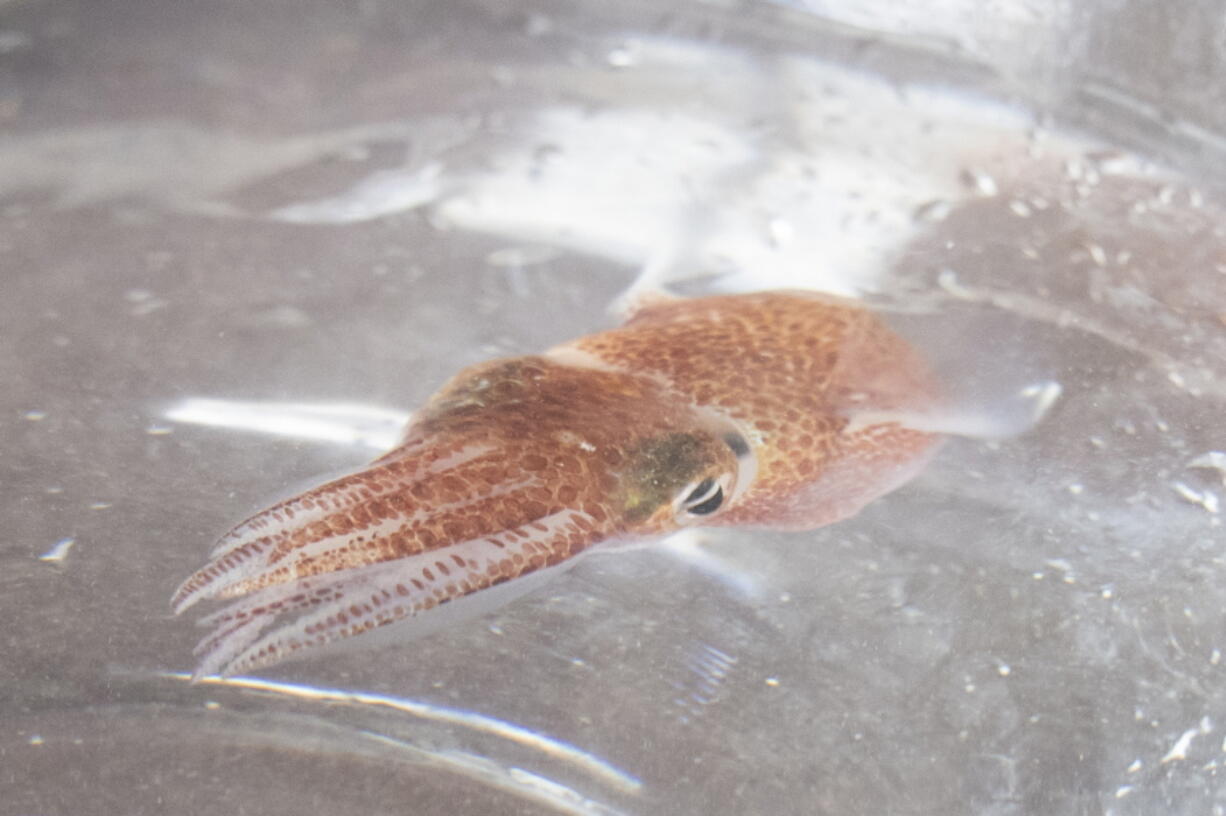 A squid is shown at a lab in Honolulu on June 11. Dozens of baby squid from Hawaii are in space for study. The baby Hawaiian bobtail squid were raised at the University of Hawaii's Kewalo Marine Laboratory and were blasted into space earlier this month on a SpaceX resupply mission to the International Space Station. (Photos by Craig T.