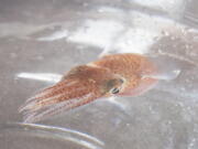 A squid is shown at a lab in Honolulu on June 11. Dozens of baby squid from Hawaii are in space for study. The baby Hawaiian bobtail squid were raised at the University of Hawaii's Kewalo Marine Laboratory and were blasted into space earlier this month on a SpaceX resupply mission to the International Space Station. (Photos by Craig T.