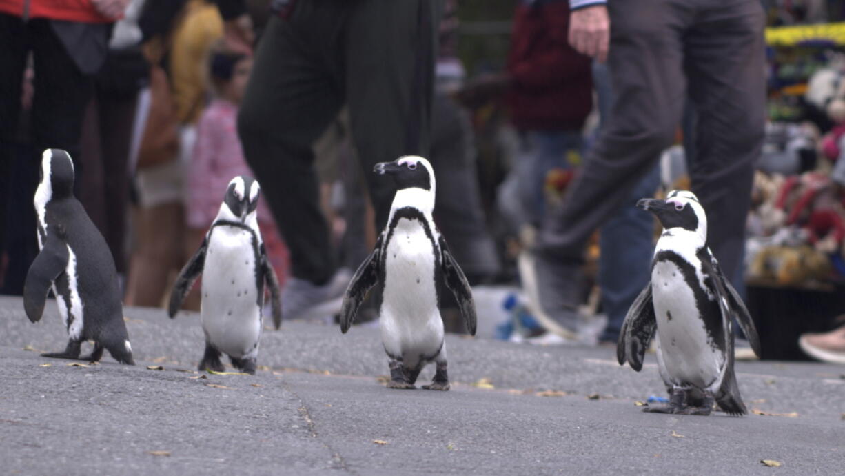 A scene from the eight-part series "Penguin Town." (Netflix)