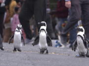 A scene from the eight-part series "Penguin Town." (Netflix)