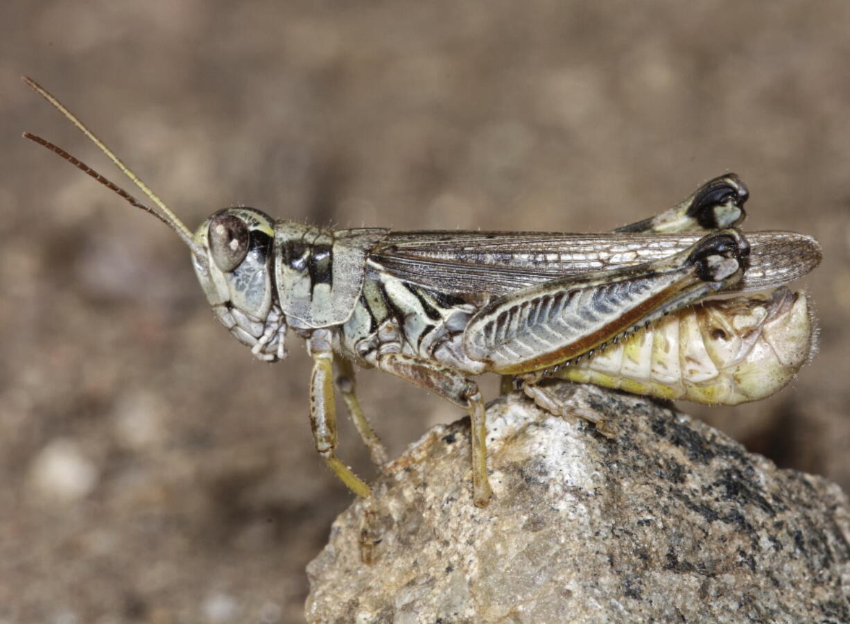 This undated photo provided by the U.S. Department of Agriculture's Animal and Plant Health Inspection Service shows a male migratory grasshopper. Besides feeding on grasslands, large grasshopper populations can also devastate cultivated crops such as alfalfa, wheat, barley and corn. (Photos by U.S.