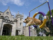 Chet, a berger picard, performs a jump in an agility obstacle Tuesday, June 8, 2021, in Tarrytown, N.Y., at the Lyndhurst Estate where the 145th Annual Westminster Kennel Club Dog Show will be held outdoors, (AP Photo/John Minchillo)