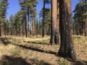 FILE - This Sept. 27, 2017, file photo, shows charred trunks of Ponderosa pines near Sisters, Ore., months after a prescribed burn removed vegetation, smaller trees and other fuel ladders last spring. Hundreds of millions of acres of forests have become overgrown, prone to wildfires that have devastated towns, triggered massive evacuations and blanketed the West Coast in choking smoke. Today, officials want to sharply increase prescribed burns, with drought and global warming creating a sense of urgency.