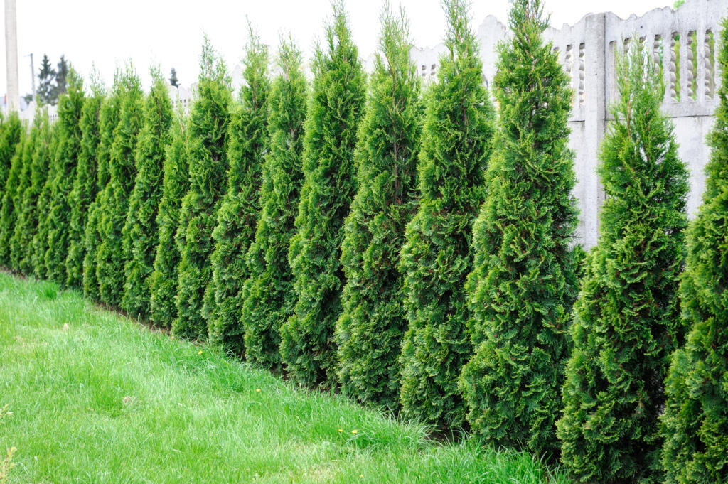 Choose evergreens such as arborvitae to increase privacy.